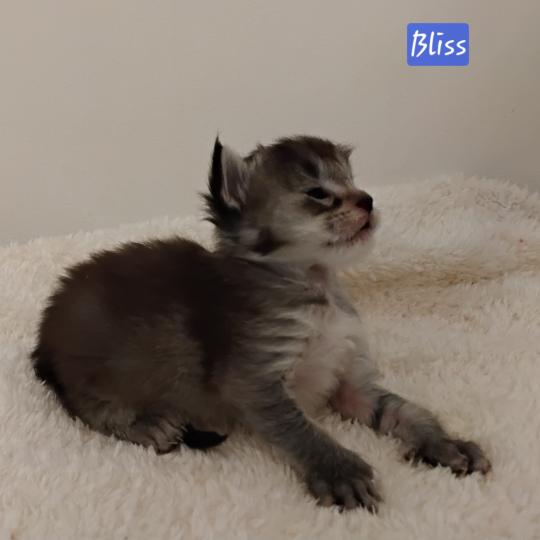 Bliss Femelle Maine coon polydactyle