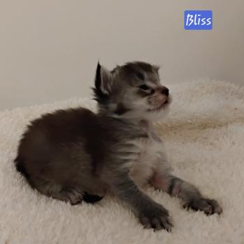 chaton Maine coon polydactyle black smoke Bliss La Chatterie des targuizier's
