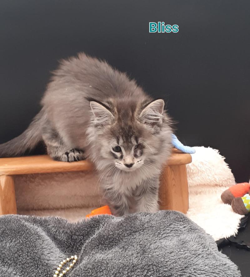 Bliss Femelle Maine coon polydactyle