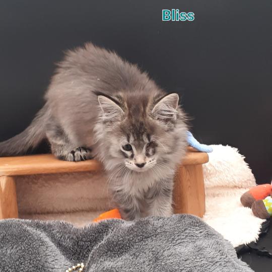 chaton Maine coon polydactyle black smoke Bliss La Chatterie des targuizier's