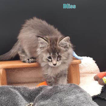 chaton Maine coon polydactyle black smoke Bliss La Chatterie des targuizier's