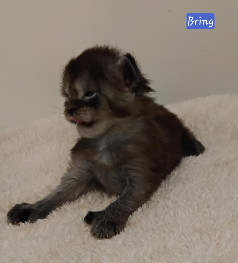 Bring Mâle Maine coon polydactyle