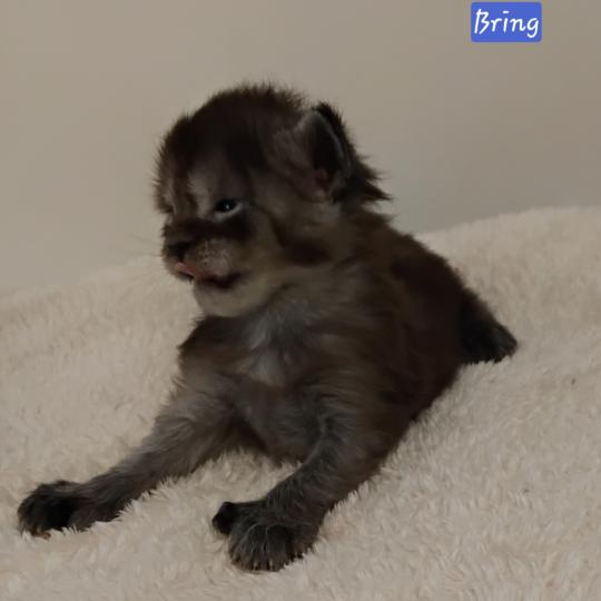 Bring Mâle Maine coon polydactyle