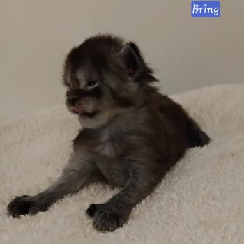 chaton Maine coon polydactyle black smoke Bring La Chatterie des targuizier's