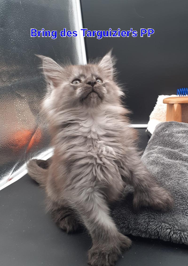 Bring Mâle Maine coon polydactyle