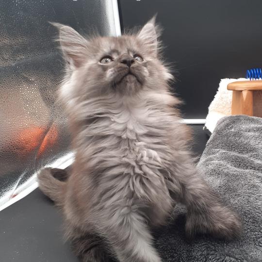 chaton Maine coon polydactyle black smoke Bring La Chatterie des targuizier's