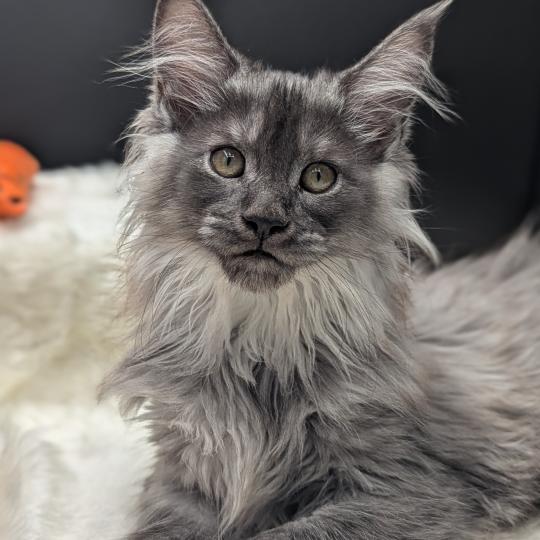 chaton Maine coon polydactyle black smoke Bring La Chatterie des targuizier's