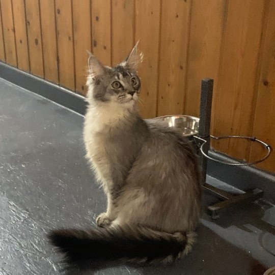 Waroch Mâle Maine coon polydactyle