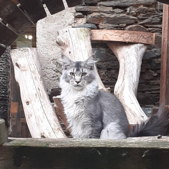 Waroch Mâle Maine coon polydactyle
