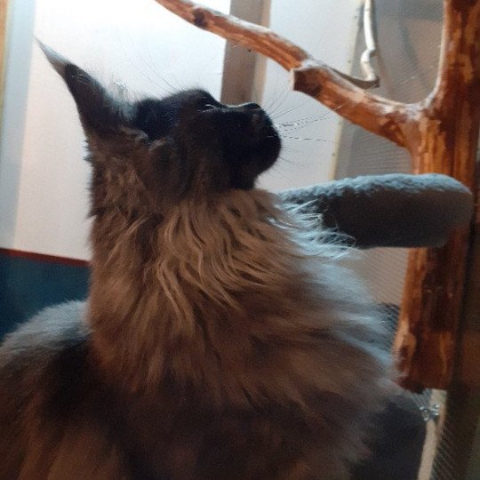 chat Maine coon black smoke SHELLY La Chatterie des targuizier's