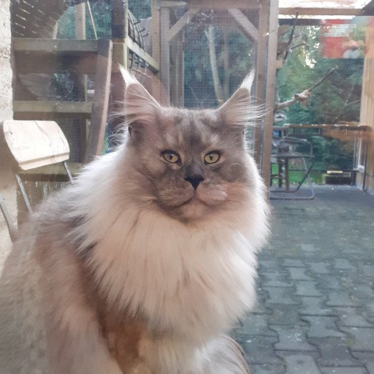 SKOWHEGAN Mâle Maine coon