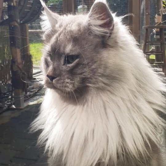 SKOWHEGAN Mâle Maine coon