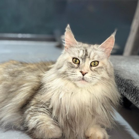 SNOW Femelle Maine coon