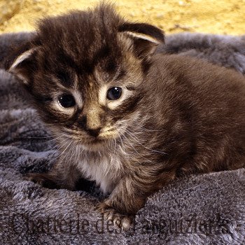 chaton Maine coon black TYCOON La Chatterie des targuizier's chaton Maine coon black TYCOON La Chatterie des targuizier's