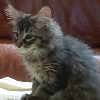 chaton Maine coon black silver tabby TYCOON La Chatterie des targuizier's