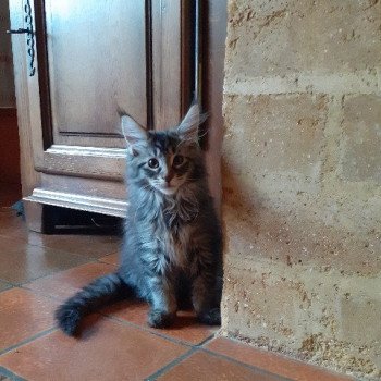 chaton Maine coon black silver tabby TYCOON La Chatterie des targuizier's
