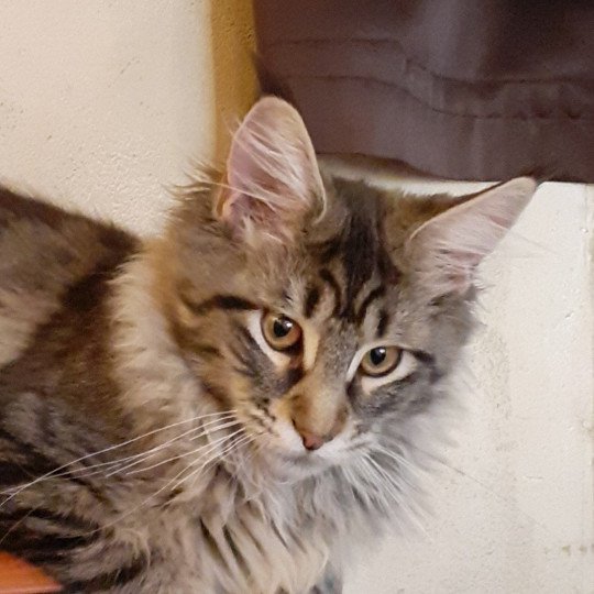 chaton Maine coon black silver mackerel tabby TYCOON La Chatterie des targuizier's
