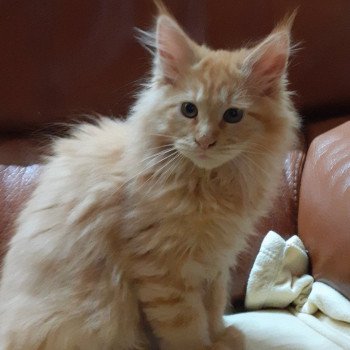 chaton Maine coon red TIGROU La Chatterie des targuizier's chaton Maine coon red TIGROU La Chatterie des targuizier's