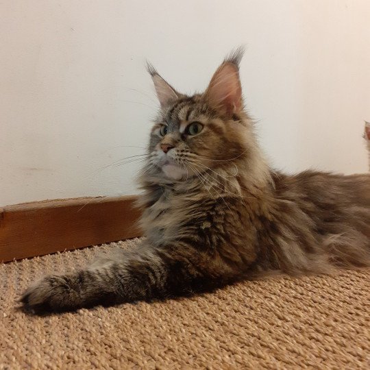 chat Maine coon black tortie TIKA La Chatterie des targuizier's