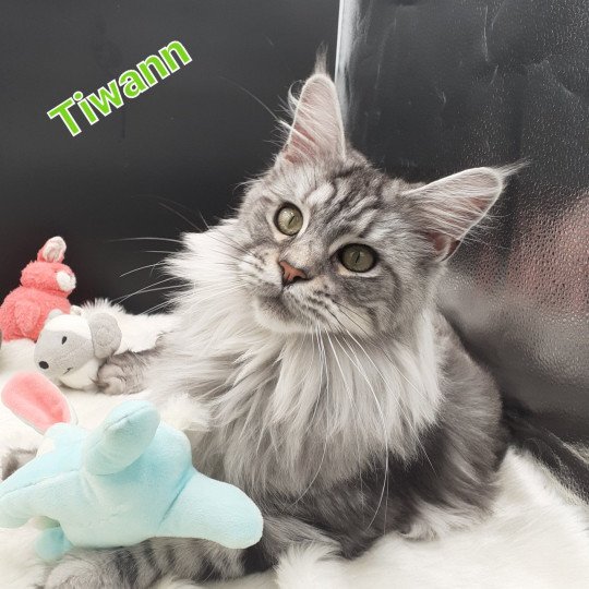 TIWANN Femelle Maine coon