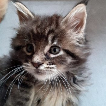 chaton Maine coon black TOPAZE La Chatterie des targuizier's chaton Maine coon black TOPAZE La Chatterie des targuizier's