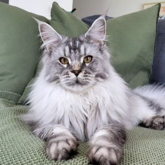 Ubis des targuizier's Mâle Maine coon