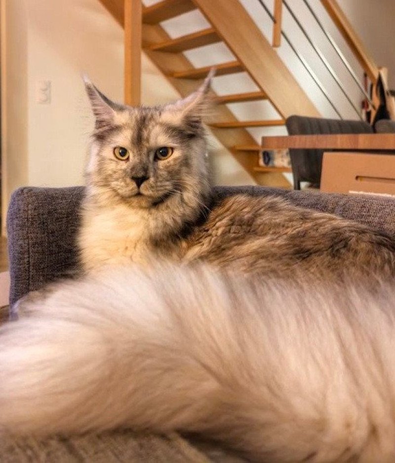 Ulka des Targuizier's Femelle Maine coon