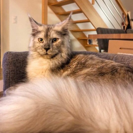 Ulka des Targuizier's Femelle Maine coon