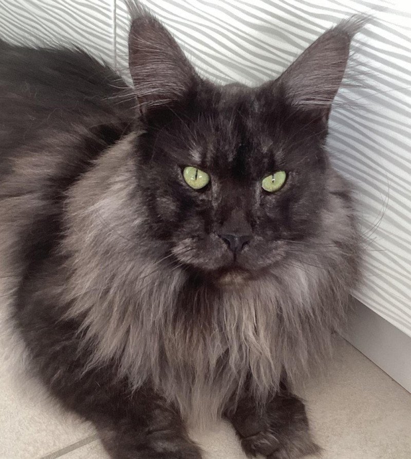 Upfield Mâle Maine coon