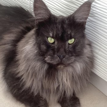chaton Maine coon black smoke Upfield La Chatterie des targuizier's