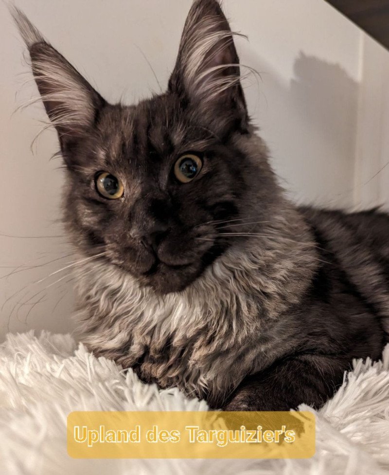 Upland des Targuizier's Mâle Maine coon