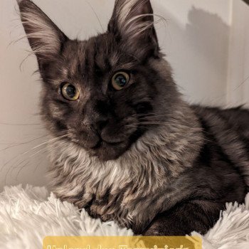 chaton Maine coon black smoke Upland des Targuizier's La Chatterie des targuizier's chaton Maine coon black smoke Upland des Targuizier's La Chatterie des targuizier's