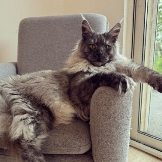 Upsy Femelle Maine coon