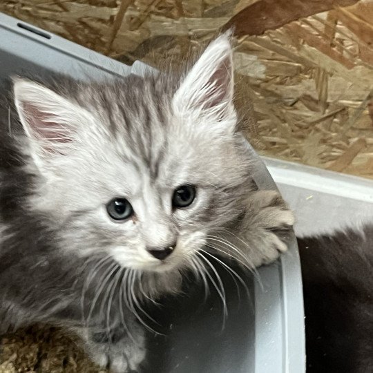 chaton Maine coon black silver tabby USSY La Chatterie des targuizier's