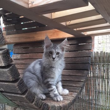 chaton Maine coon black silver tabby USSY La Chatterie des targuizier's