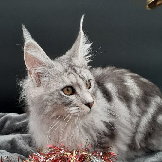 USSY Femelle Maine coon