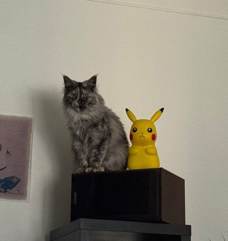 Uzy Femelle Maine coon