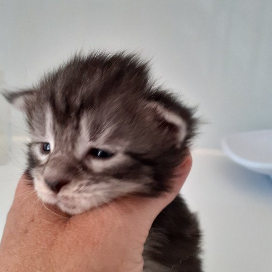 chaton Maine coon black silver tabby Valkyrie La Chatterie des targuizier's