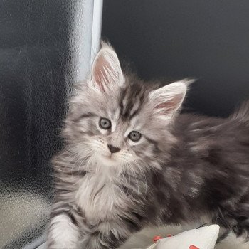 chaton Maine coon black silver tabby Valkyrie La Chatterie des targuizier's