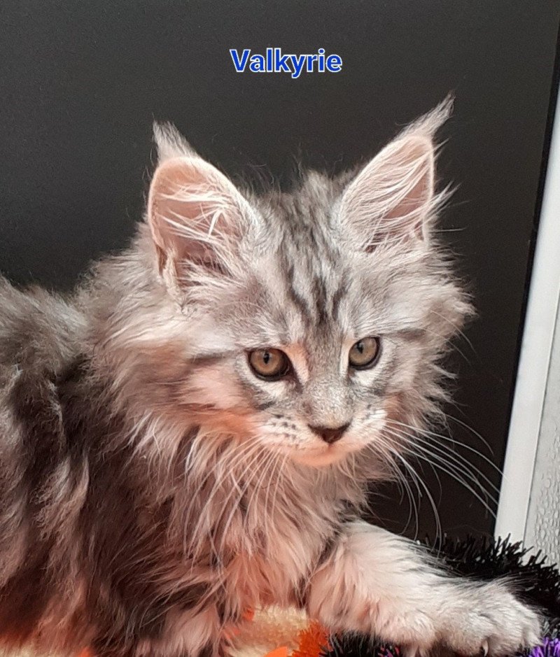 Valkyrie Femelle Maine coon