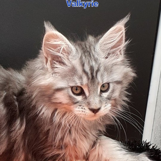 chaton Maine coon black silver tabby Valkyrie La Chatterie des targuizier's