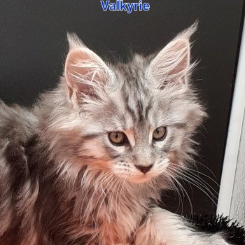 chaton Maine coon black silver tabby Valkyrie La Chatterie des targuizier's