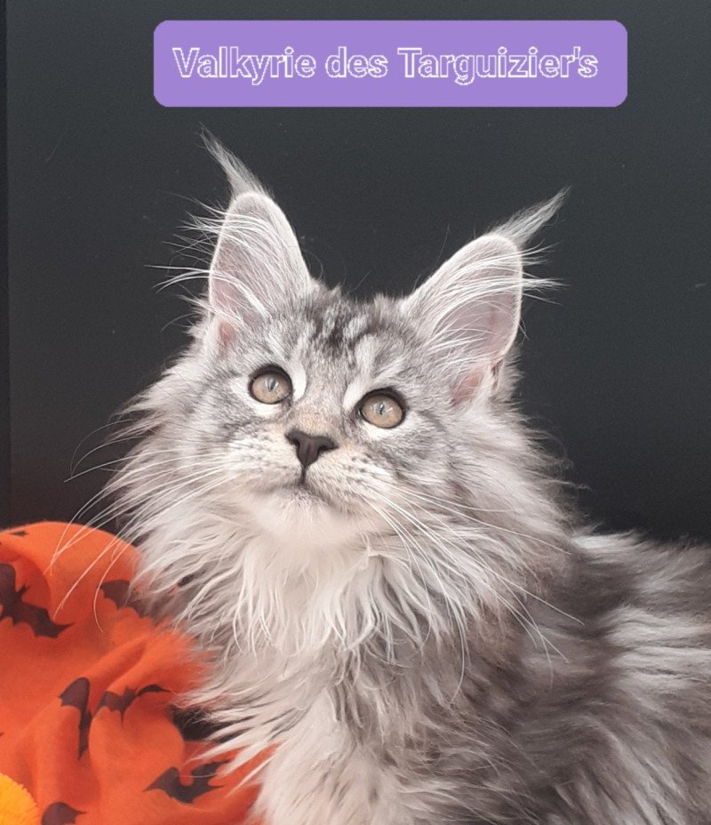 Valkyrie Femelle Maine coon