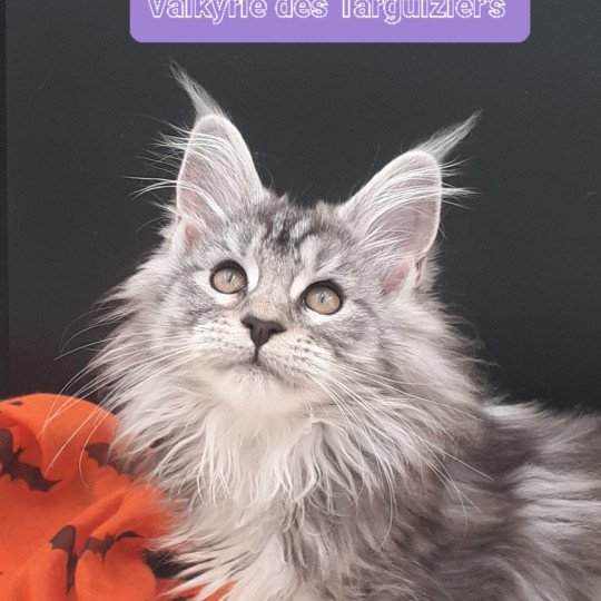 Valkyrie Femelle Maine coon