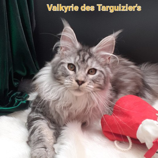 Valkyrie Femelle Maine coon