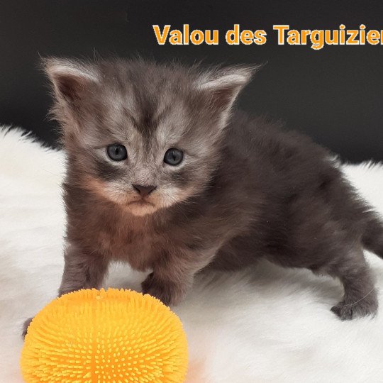 chaton Maine coon black smoke Valou La Chatterie des targuizier's