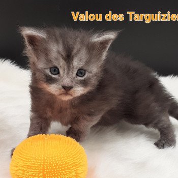 chaton Maine coon black smoke Valou La Chatterie des targuizier's