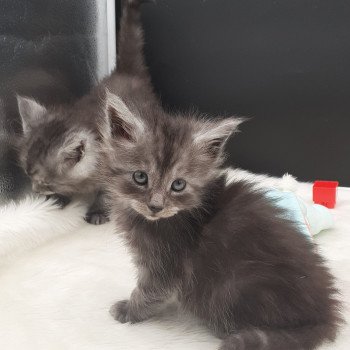 chaton Maine coon black smoke Valou La Chatterie des targuizier's