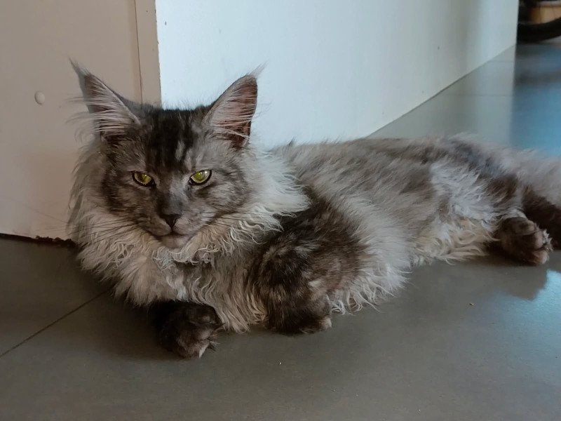 Valou Femelle Maine coon