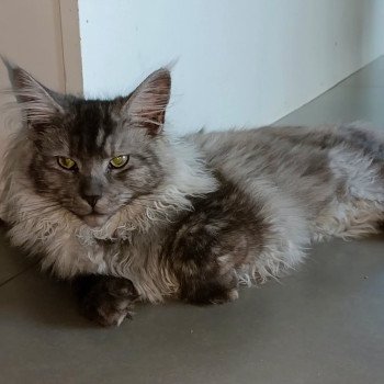 chaton Maine coon black smoke Valou La Chatterie des targuizier's